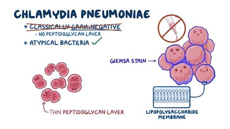 Chlamydia trachomatis: Video, Anatomy & Definition .